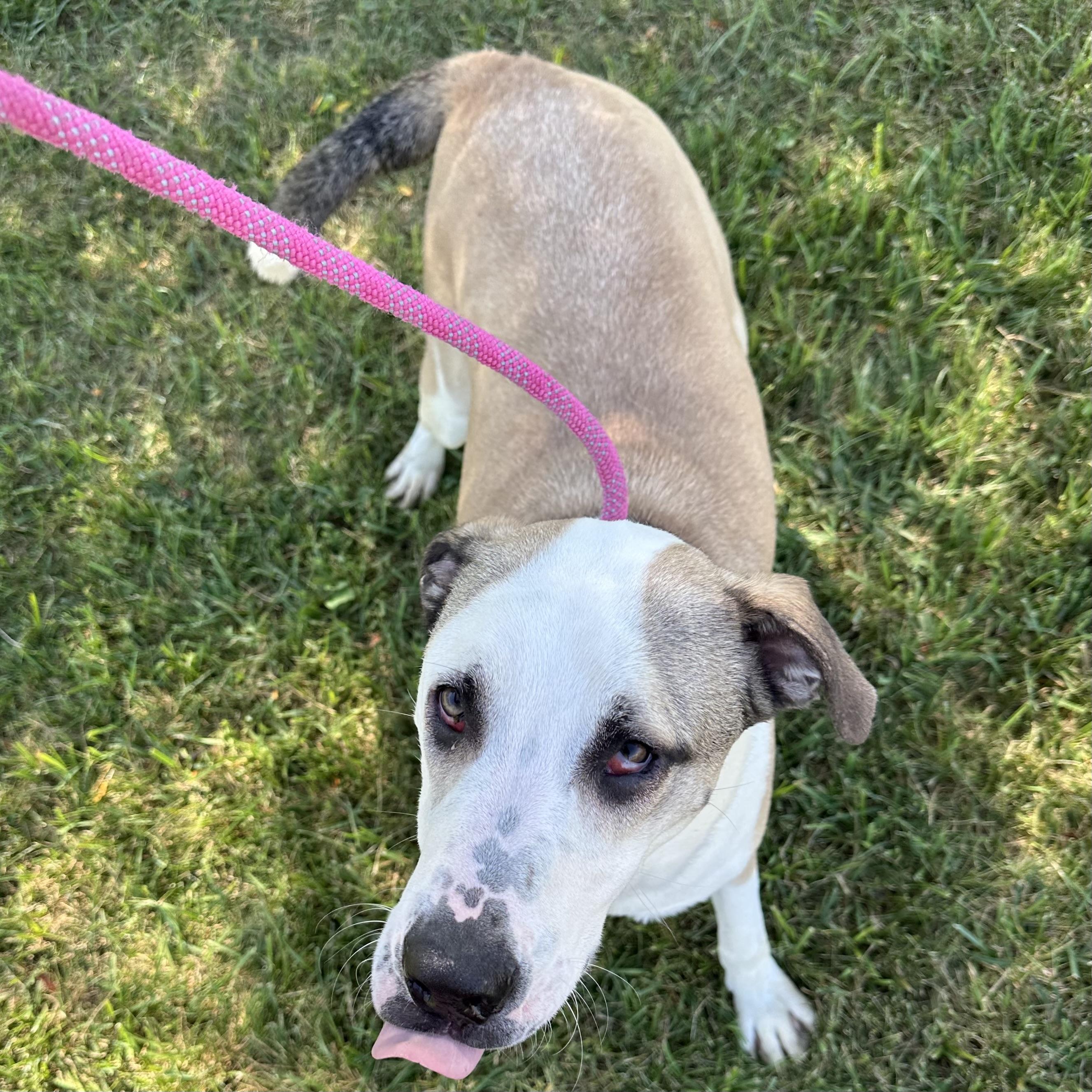 Lark, Adoptable, Young Male Mixed Breed.
