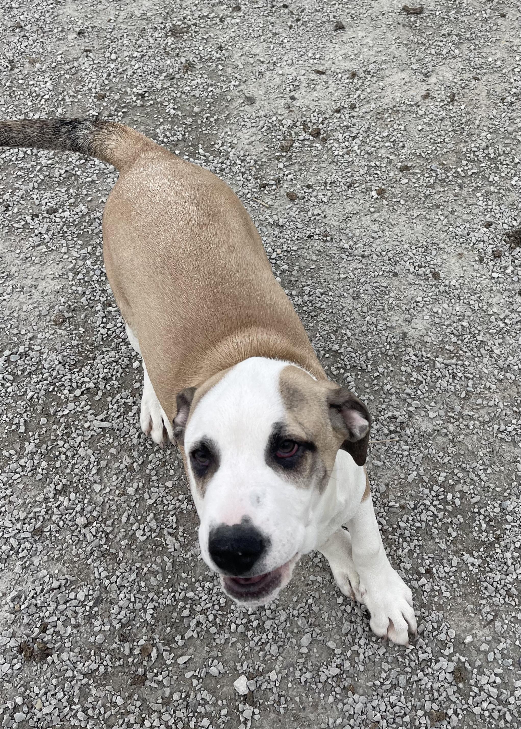 Lark, a Adoptable mixed breed in Trenton, MO image 2/4