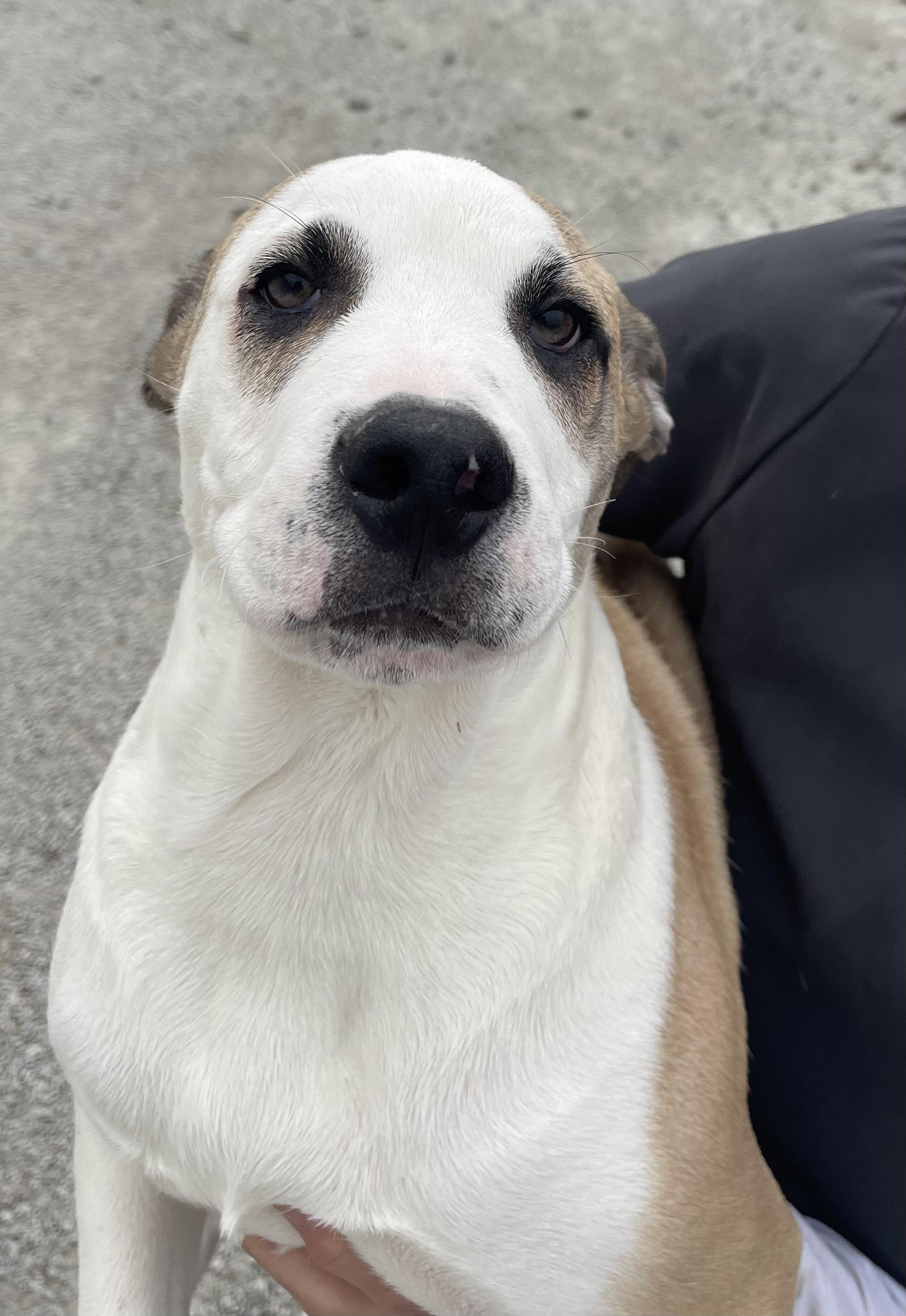 Lark, a Adoptable mixed breed in Trenton, MO image 3/4