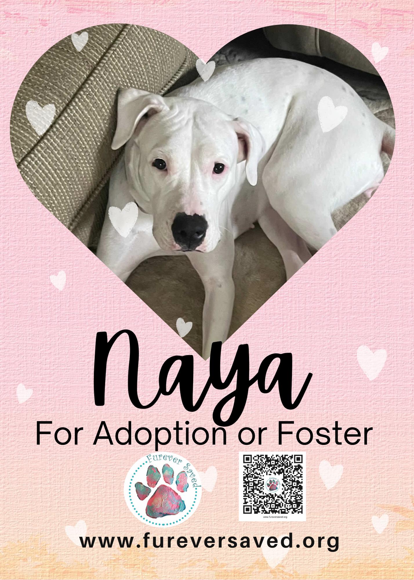 Enlarge Naya, a ADOPTABLE Dogo Argentino in Miami, FL image 3/6