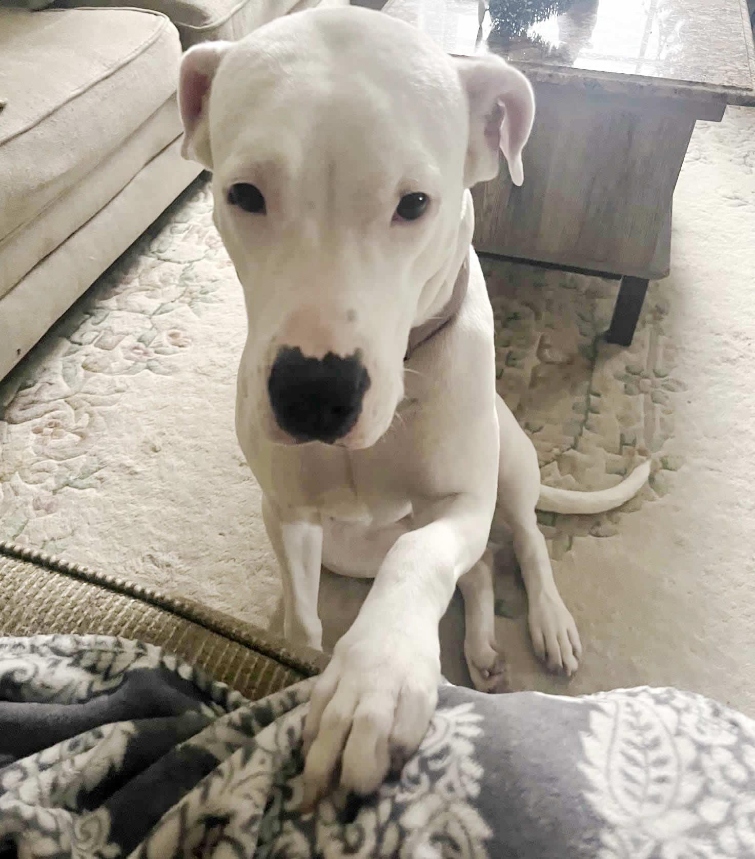 Enlarge Naya, a ADOPTABLE Dogo Argentino in Miami, FL image 4/6