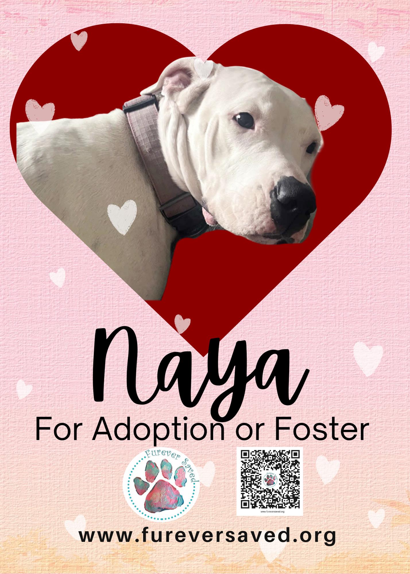 Enlarge Naya, a ADOPTABLE Dogo Argentino in Miami, FL image 5/6