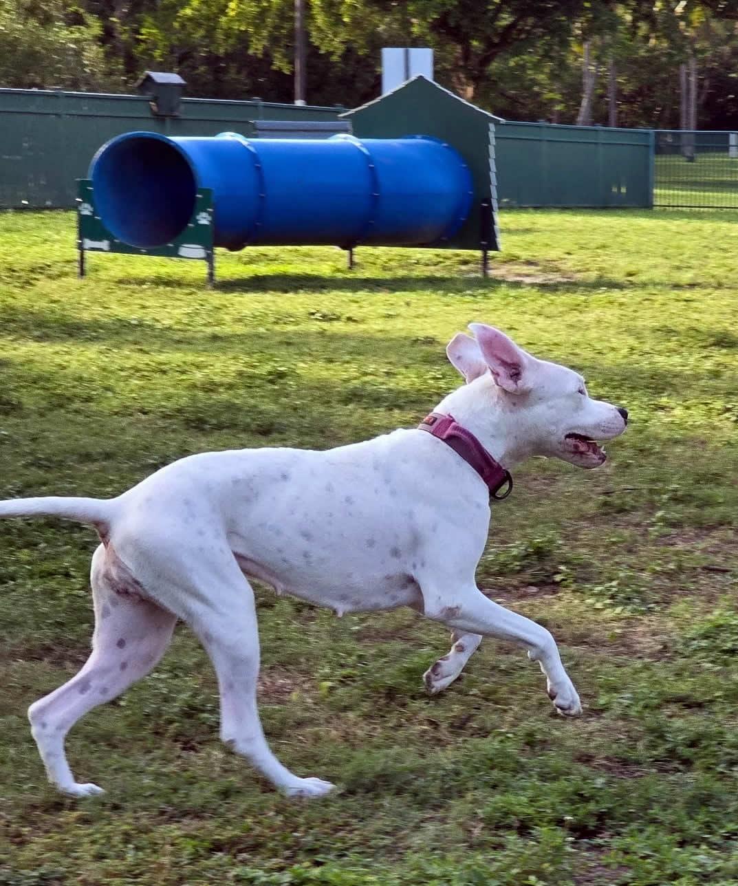 Enlarge Naya, a ADOPTABLE Dogo Argentino in Miami, FL image 2/6