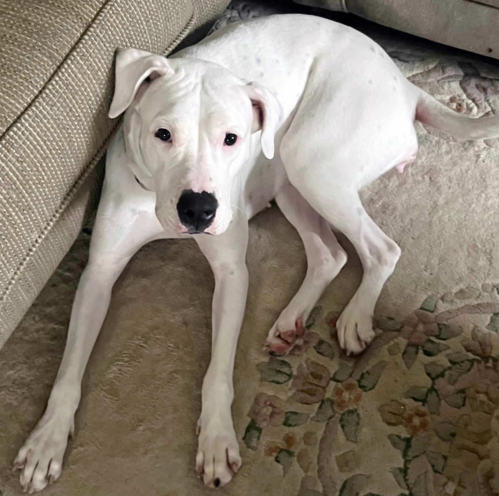 Enlarge Naya, a ADOPTABLE Dogo Argentino in Miami, FL image 6/6
