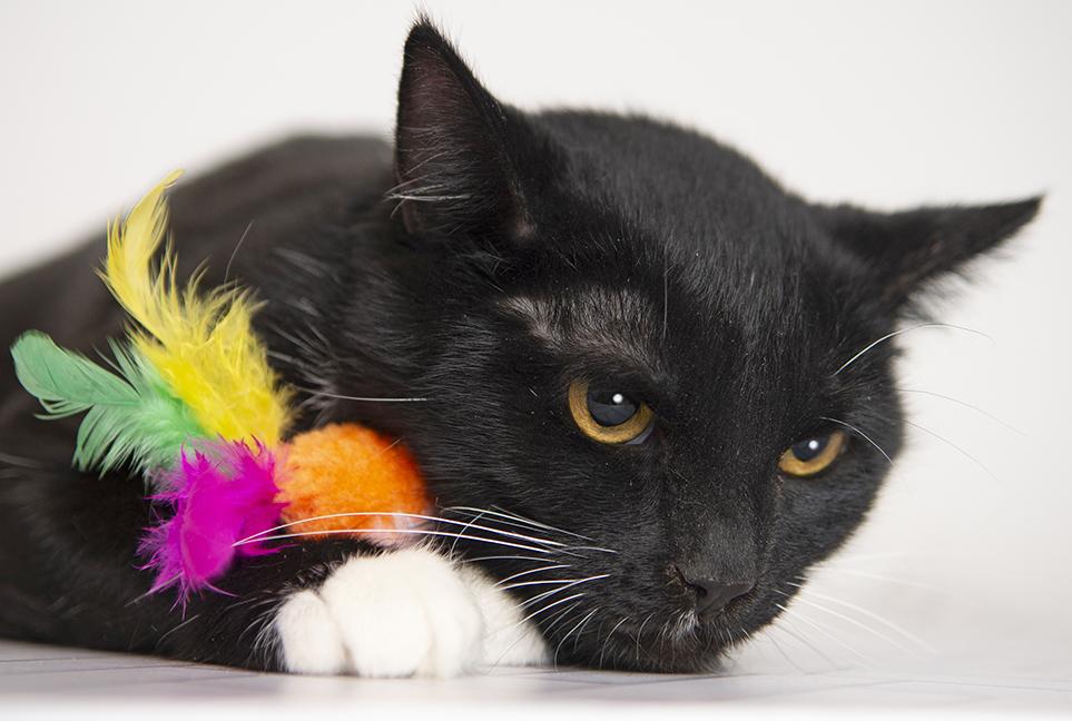 Enlarge Moira, a Adoptable Tuxedo in Chicago, IL image 6/6