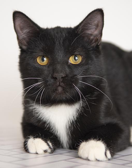 Moira, Adoptable, Adult Female Tuxedo.