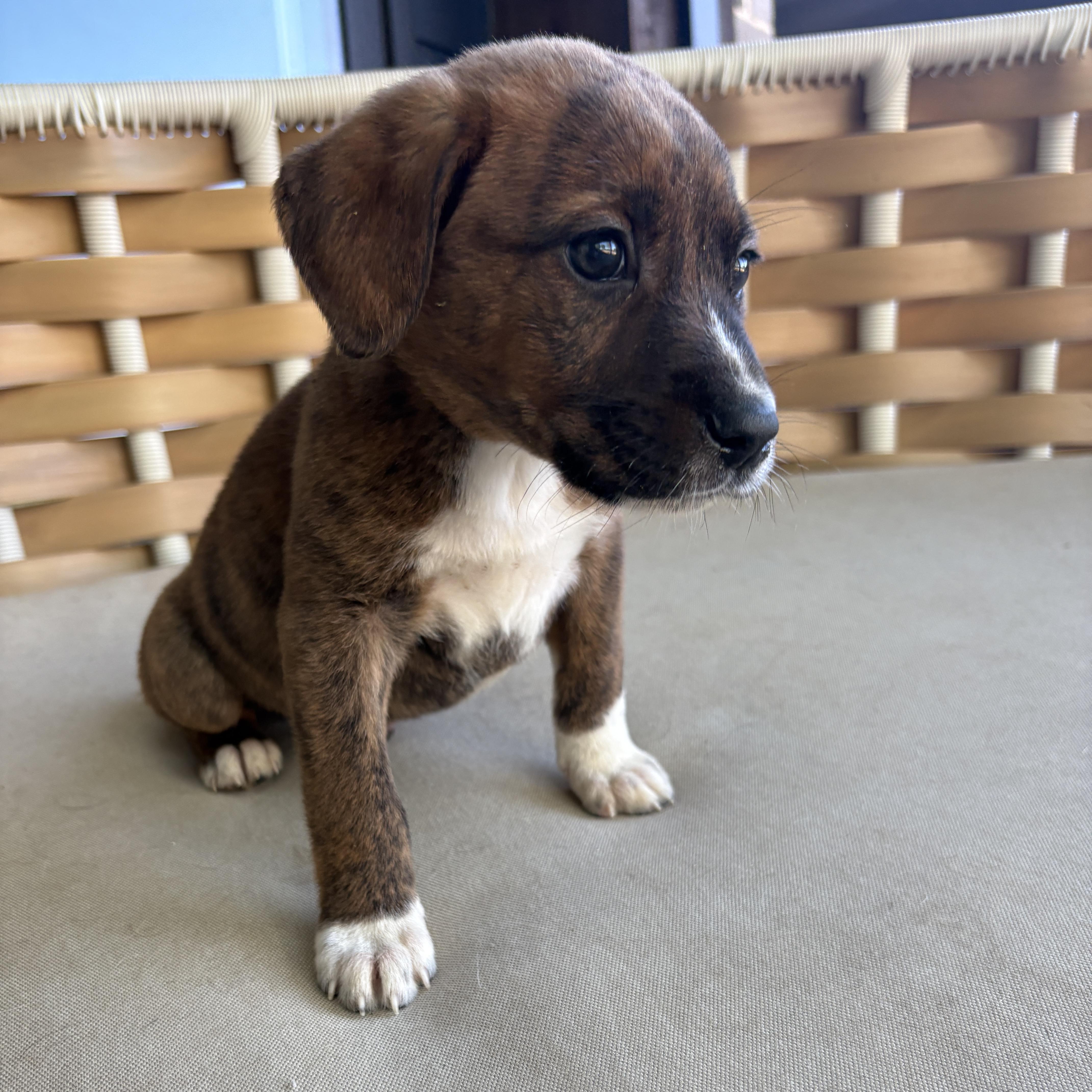 Enlarge Finnick, a Adoptable Mixed Breed in Charlotte, NC image 2/3