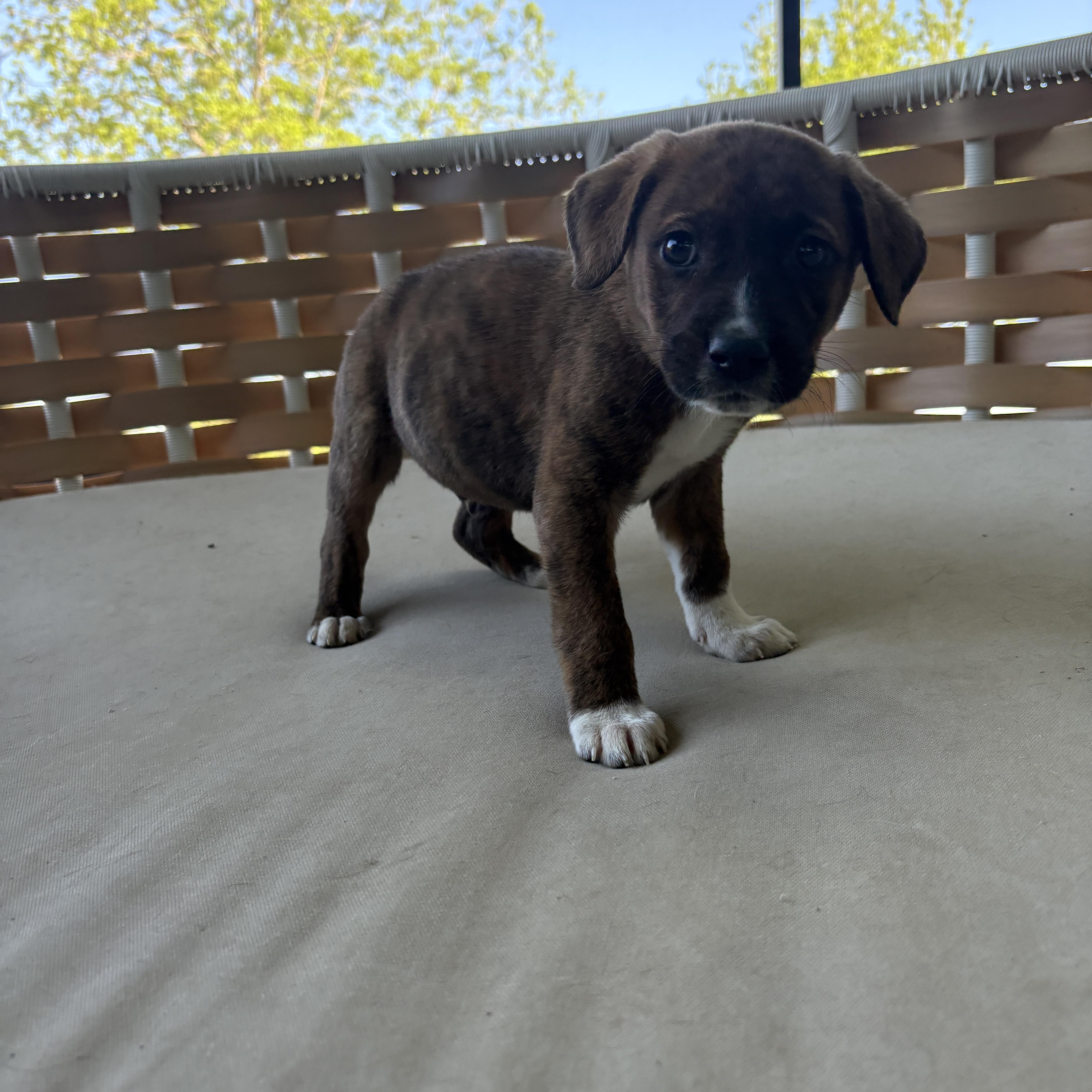 Enlarge Finnick, a Adoptable Mixed Breed in Charlotte, NC image 3/3
