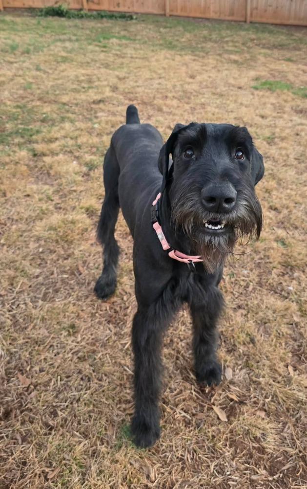 Enlarge Batman, a Adoptable Giant Schnauzer in Wayne, NJ image 4/4