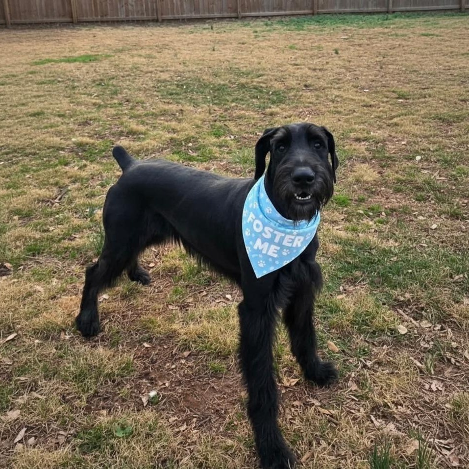 Batman, Adoptable, Adult Male Giant Schnauzer.