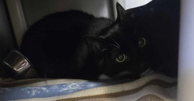 Enlarge Bucket, a Adoptable mixed breed in Bowling Green, OH image 1/2