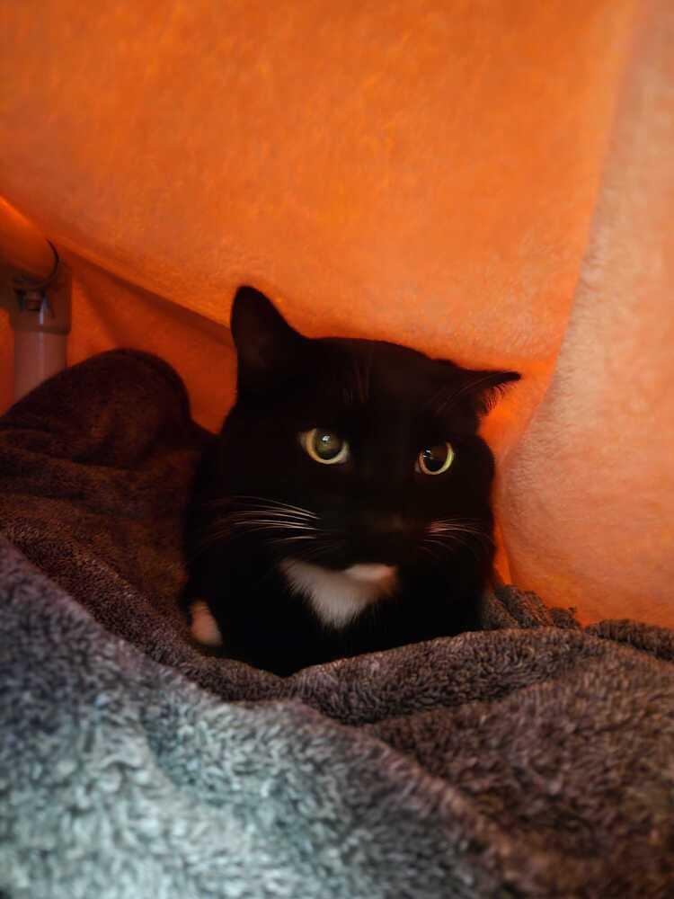 Enlarge Bucket, a Adoptable mixed breed in Bowling Green, OH image 2/2