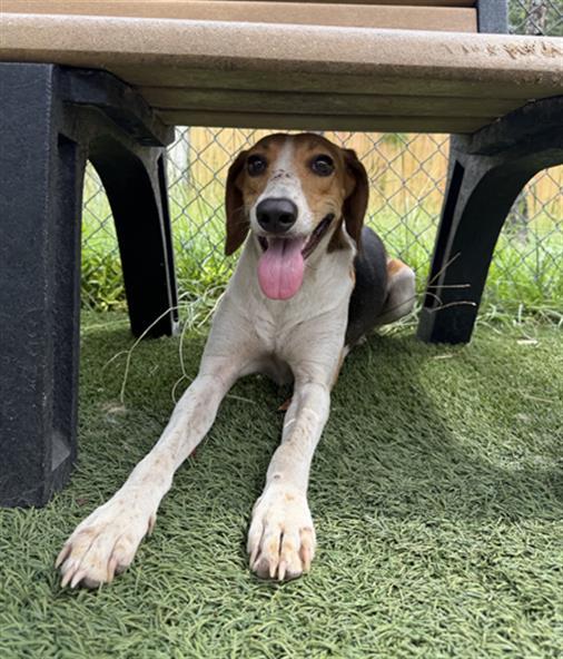 Enlarge DONA, a Adoptable Mixed Breed in Columbia, SC image 1/1