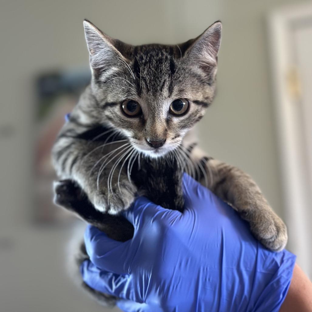 Enlarge Mongolia, a Adoptable Domestic Short Hair in Troy, IL image 1/1