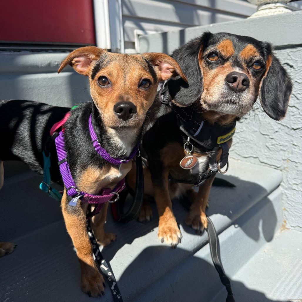 Sade — thumbnail 2