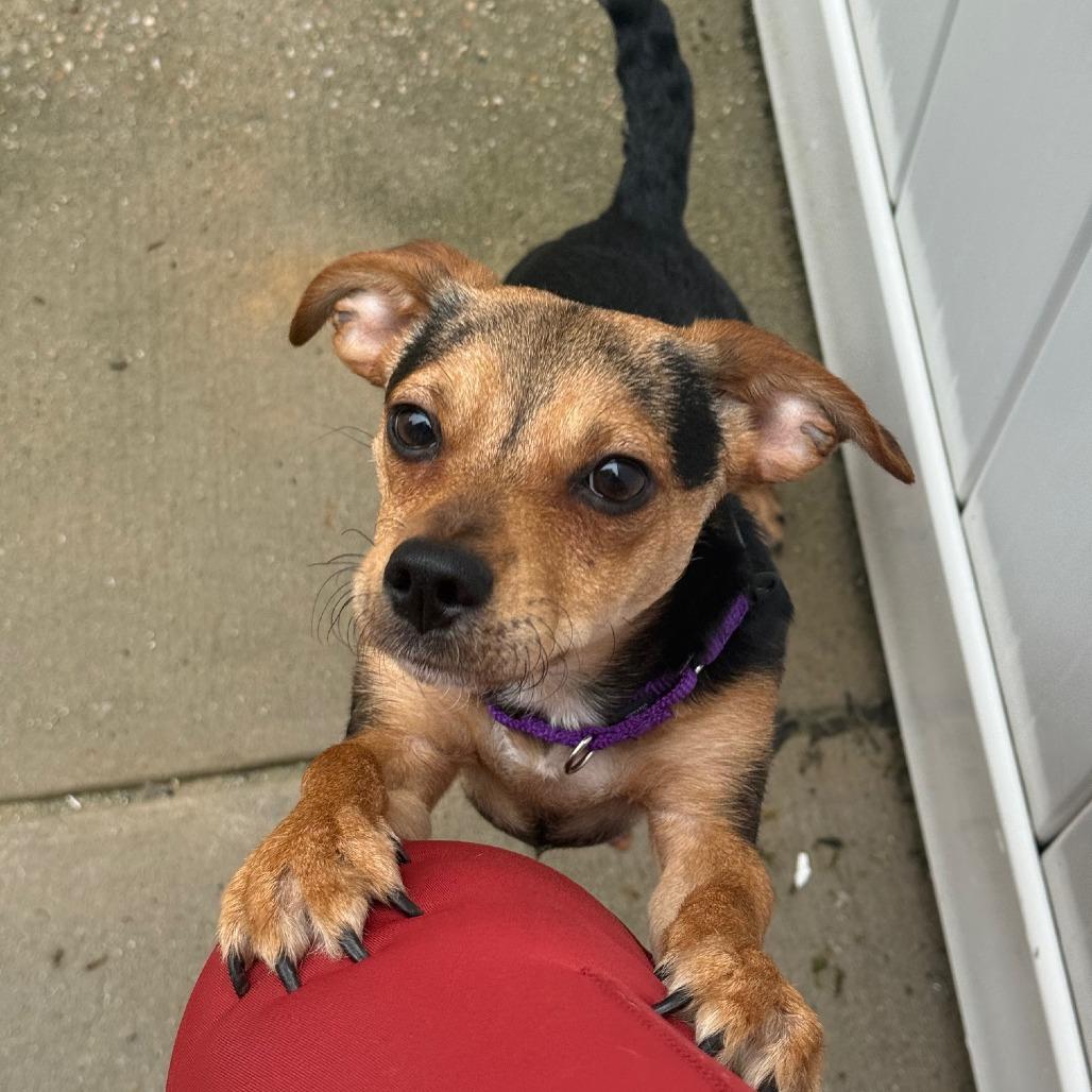 Sade — thumbnail 3