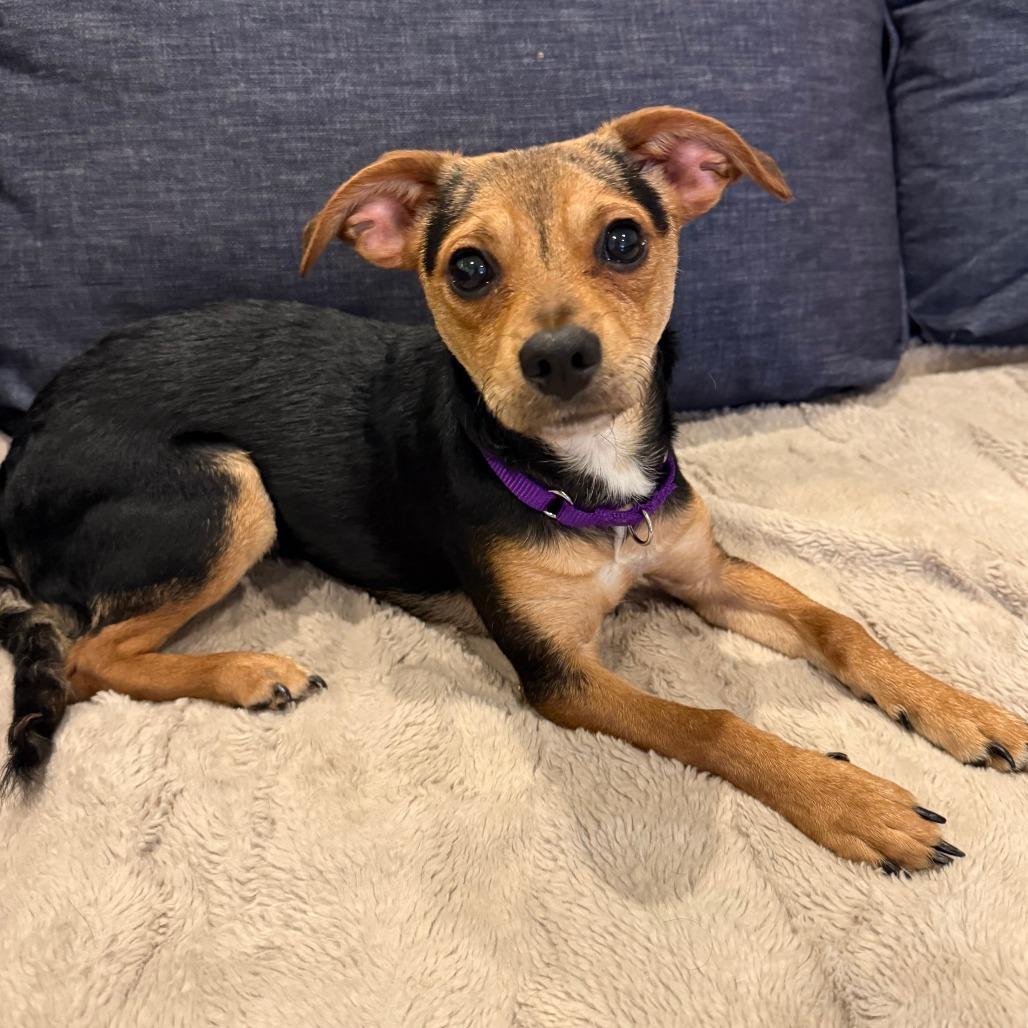 Sade — thumbnail 4