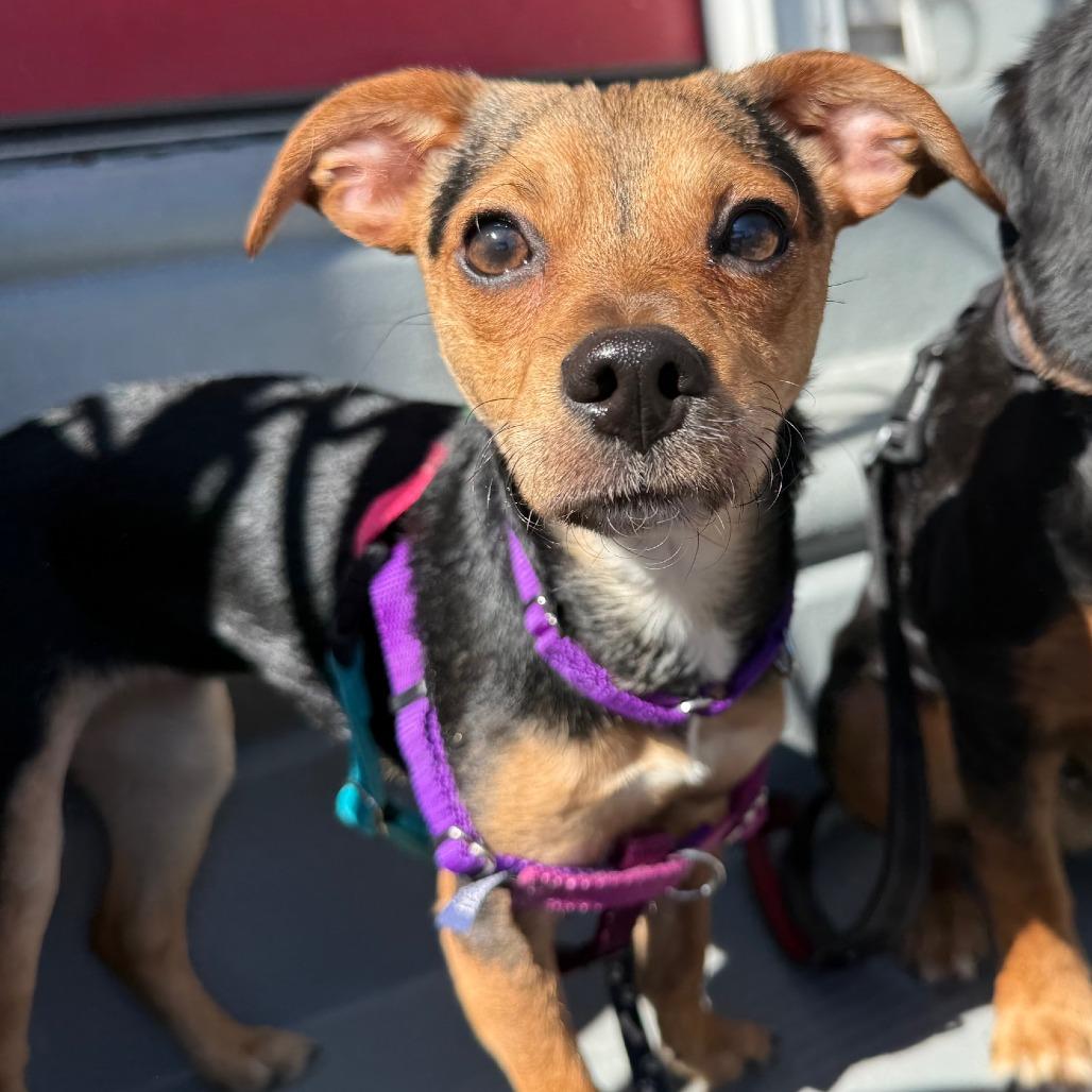 Sade — thumbnail 5