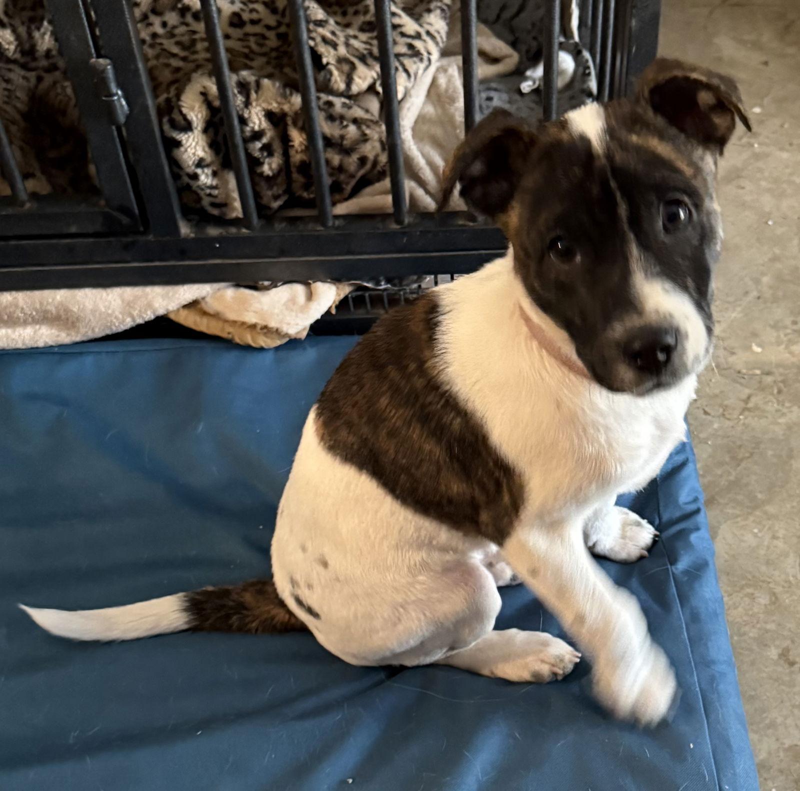 Jane, Adoptable, Puppy Female Pit Bull Terrier.