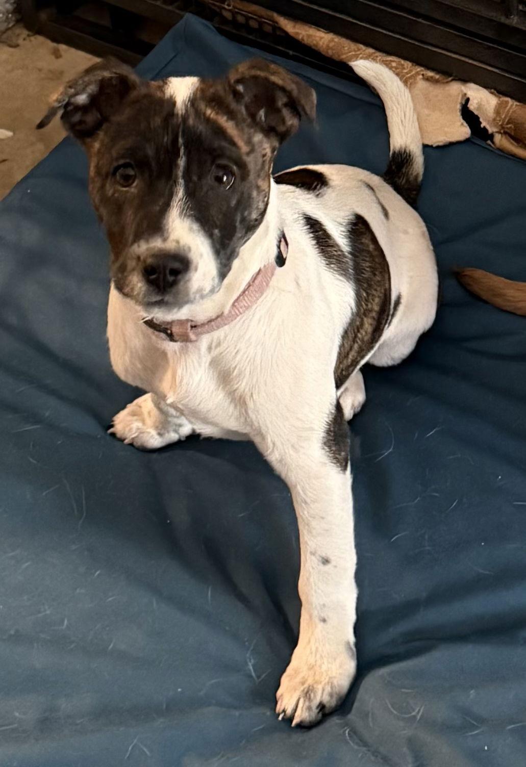 Enlarge Jane, a Adoptable Pit Bull Terrier in Charlotte, NC image 2/3