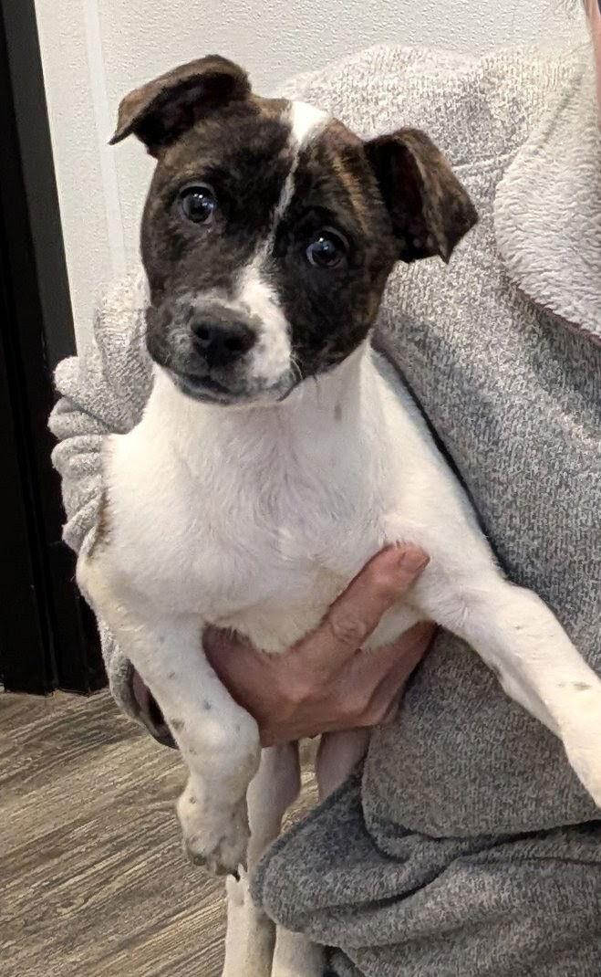 Enlarge Jane, a Adoptable Pit Bull Terrier in Charlotte, NC image 3/3