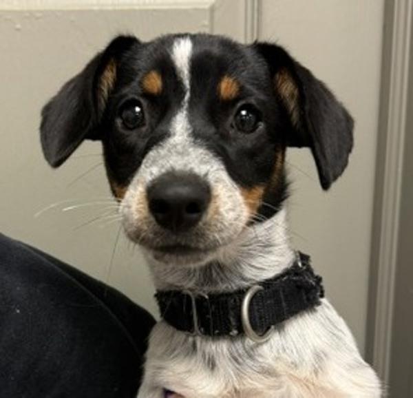 Enlarge Olive Garden, a Adoptable mixed breed in Littleton, CO image 1/1