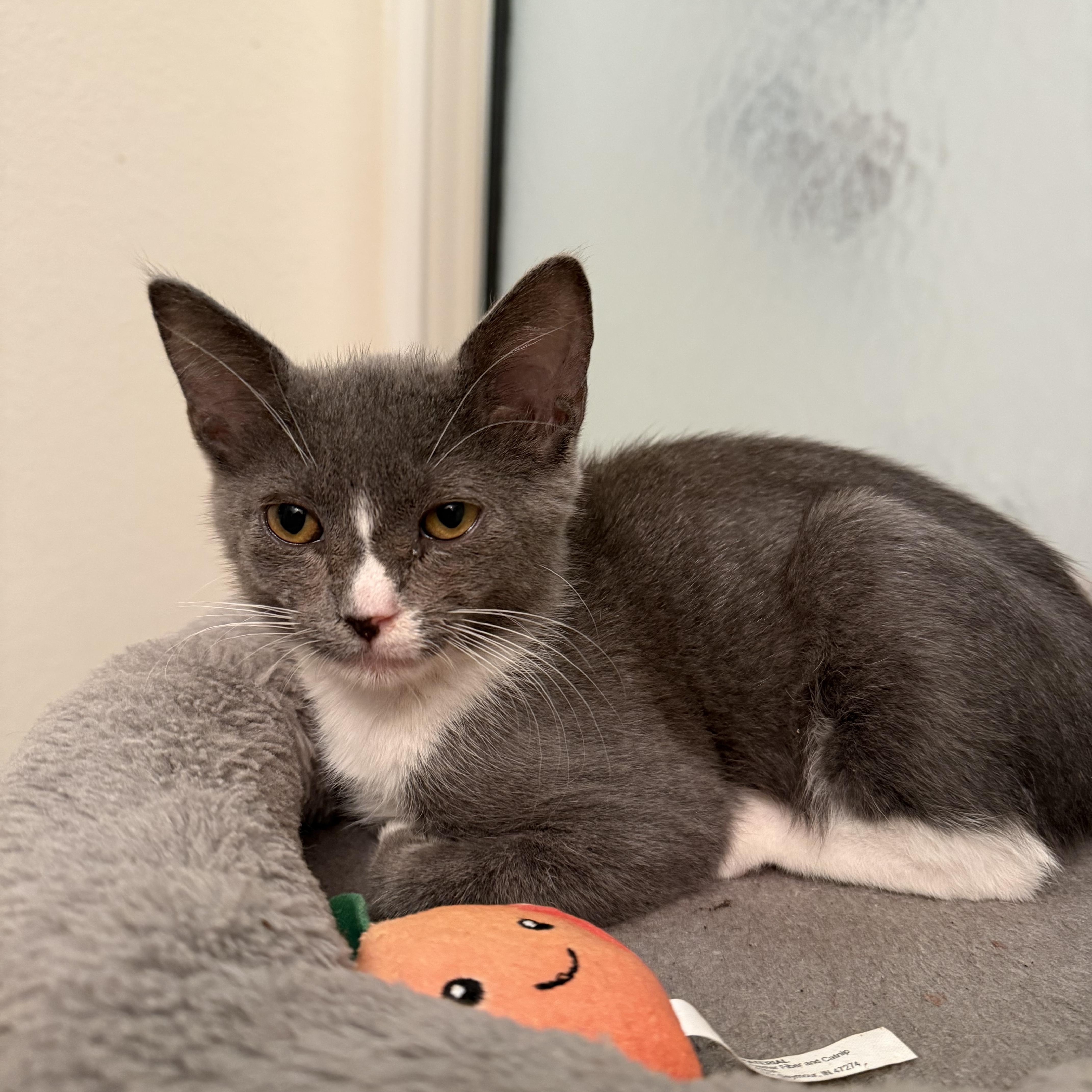 Enlarge Lacie, a Adoptable Domestic Short Hair in jacksonville, FL image 2/6