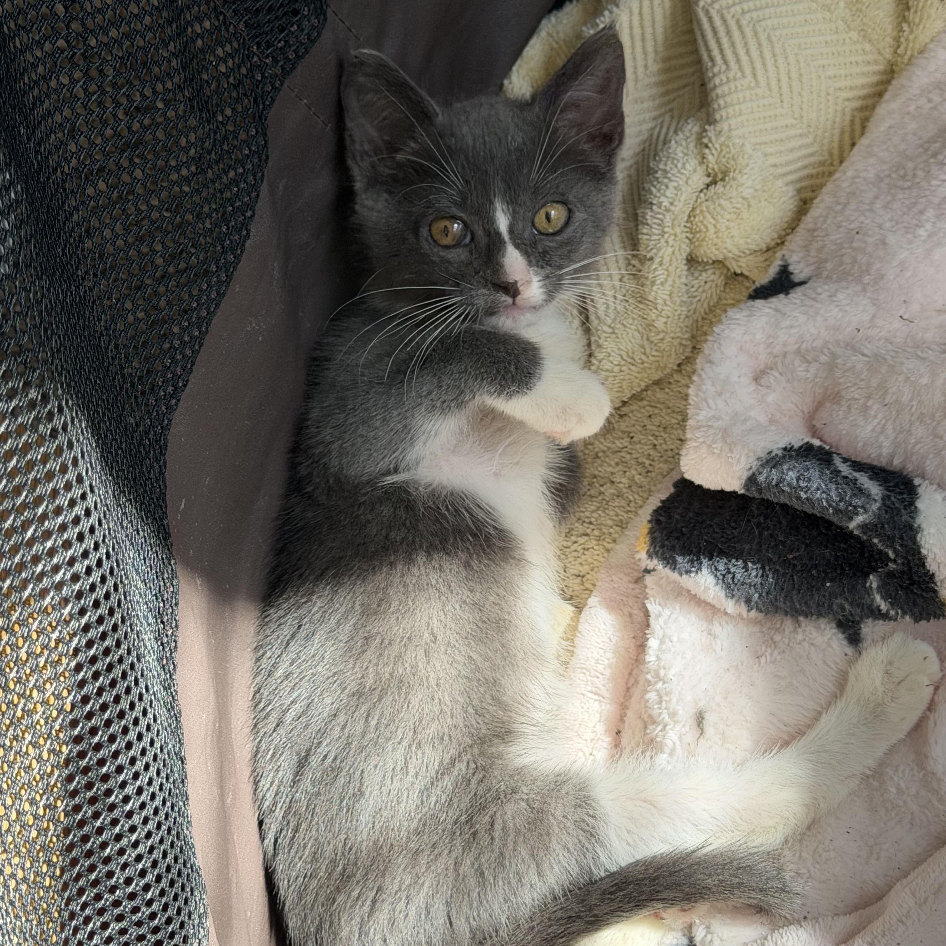Enlarge Lacie, a Adoptable Domestic Short Hair in jacksonville, FL image 6/6