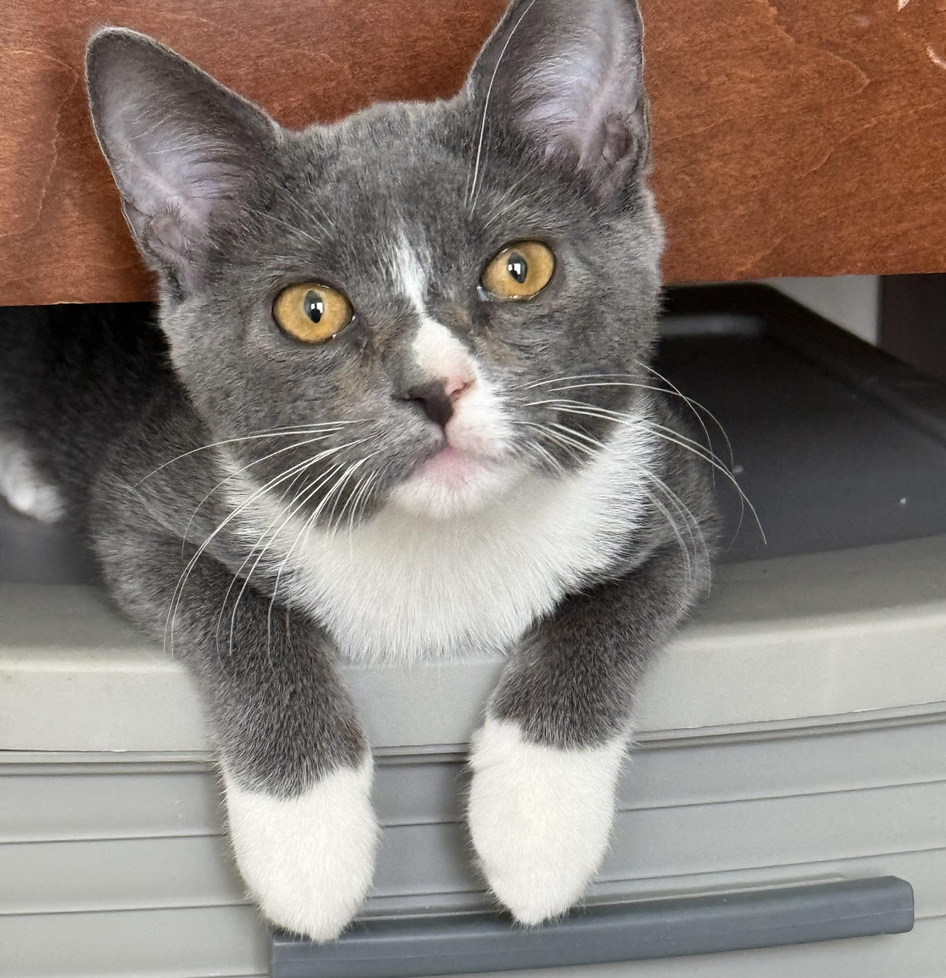 Enlarge Lacie, a Adoptable Domestic Short Hair in jacksonville, FL image 4/6