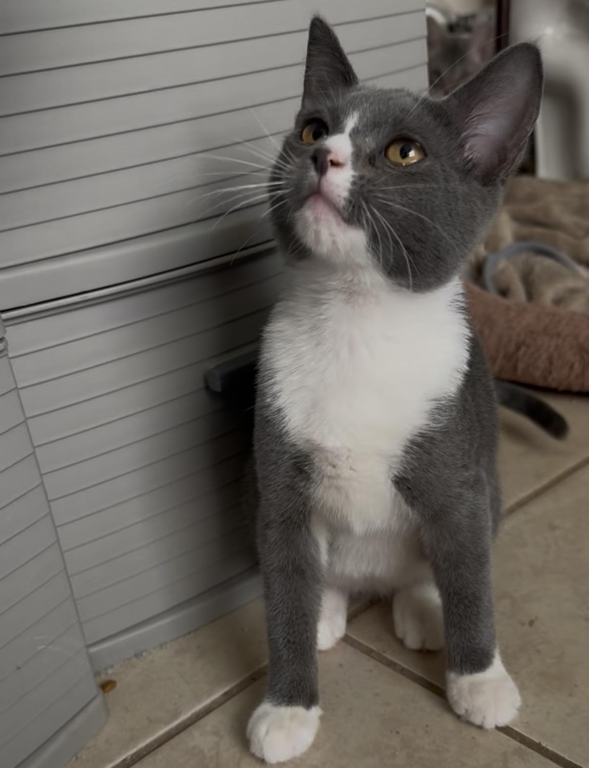 Enlarge Lacie, a Adoptable Domestic Short Hair in jacksonville, FL image 3/6