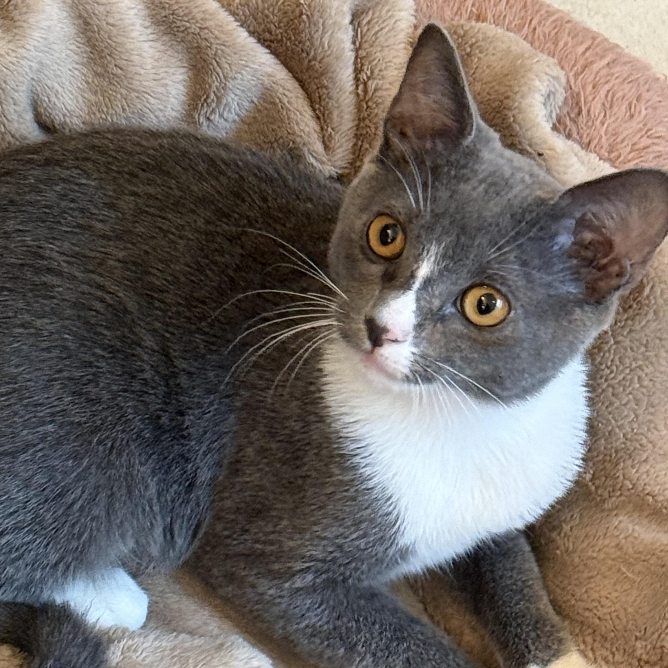 Enlarge Lacie, a Adoptable Domestic Short Hair in jacksonville, FL image 5/6