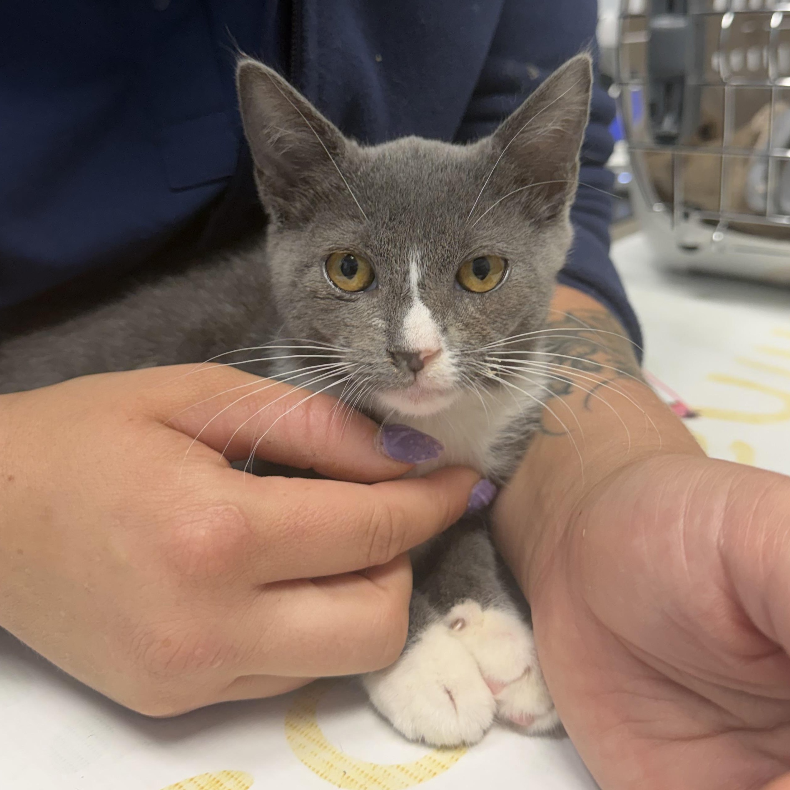 Lacie, Adoptable, Kitten Female Domestic Short Hair.