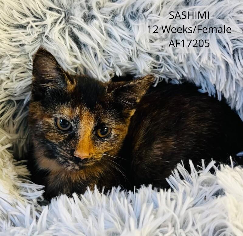 Enlarge Sashimi, a Adoptable Domestic Short Hair in Supply, NC image 1/1