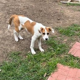Enlarge Maple (The Fall Litter) Hook'em Horns, a Adoptable mixed breed in Port Chester, NY image 4/6