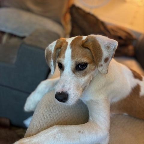 Enlarge Maple (The Fall Litter) Hook'em Horns, a Adoptable mixed breed in Port Chester, NY image 6/6