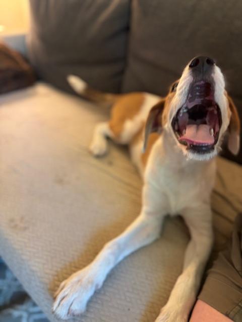 Enlarge Maple (The Fall Litter) Hook'em Horns, a Adoptable mixed breed in Port Chester, NY image 5/6