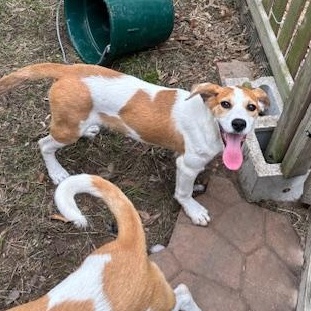Enlarge Maple (The Fall Litter) Hook'em Horns, a Adoptable mixed breed in Port Chester, NY image 2/6