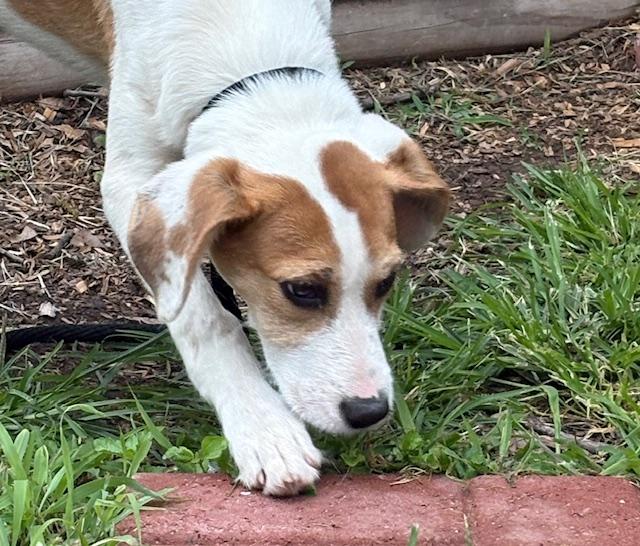 Enlarge Maple (The Fall Litter) Hook'em Horns, a Adoptable mixed breed in Port Chester, NY image 3/6