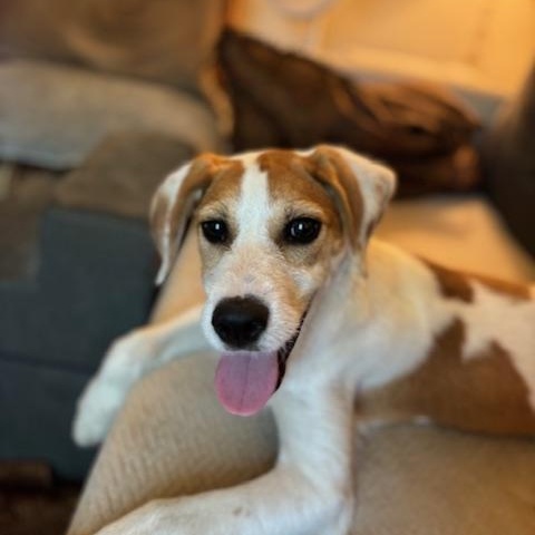 Enlarge Maple (The Fall Litter) Hook'em Horns, a Adoptable mixed breed in Port Chester, NY image 1/6