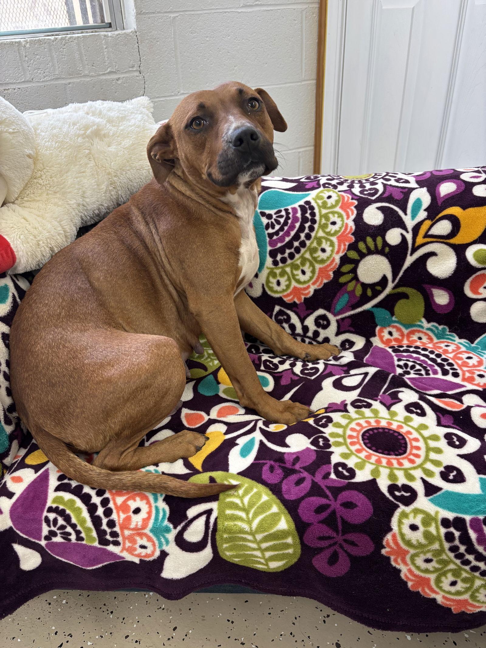 Olivia, a Adoptable mixed breed in York, SC image 1/3