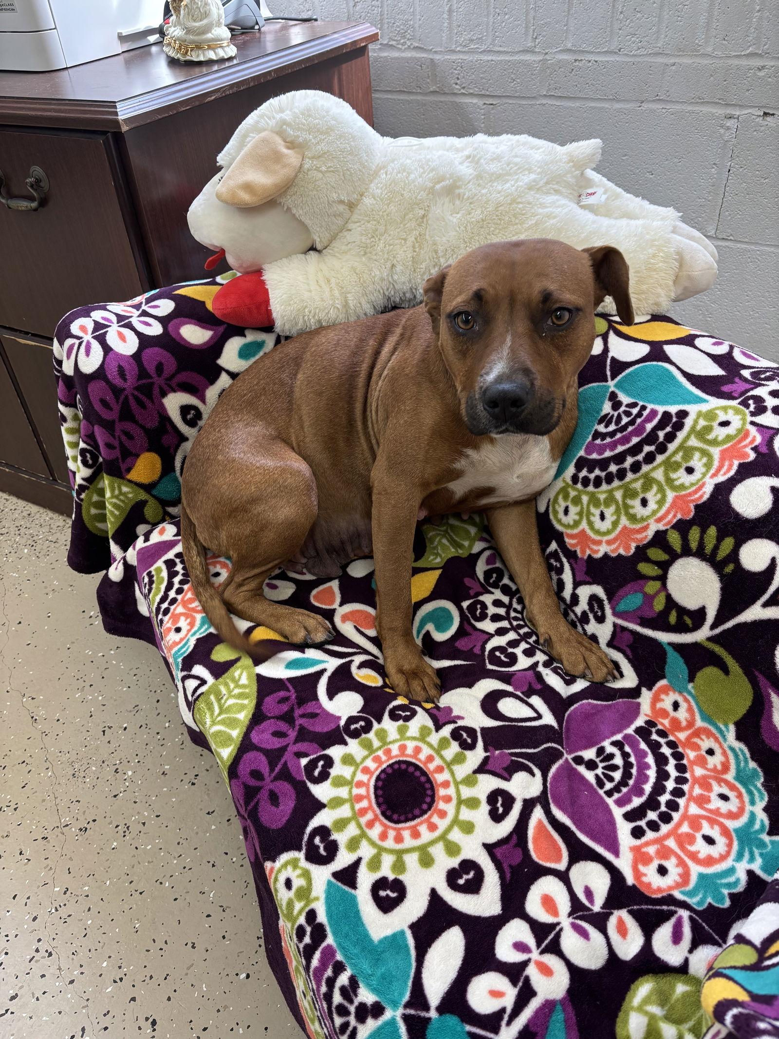 Olivia, a Adoptable mixed breed in York, SC image 2/3