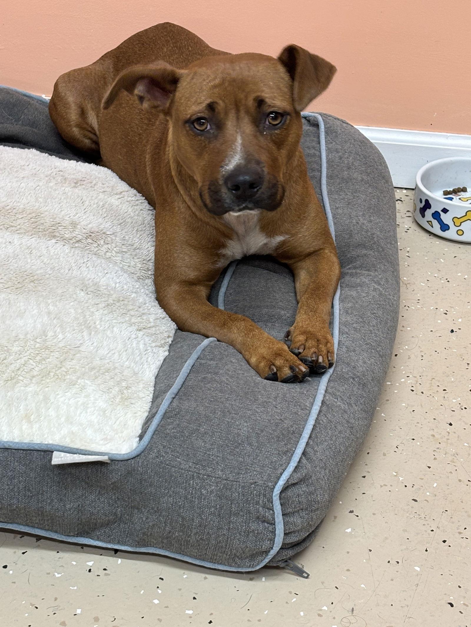 Olivia, a Adoptable mixed breed in York, SC image 3/3