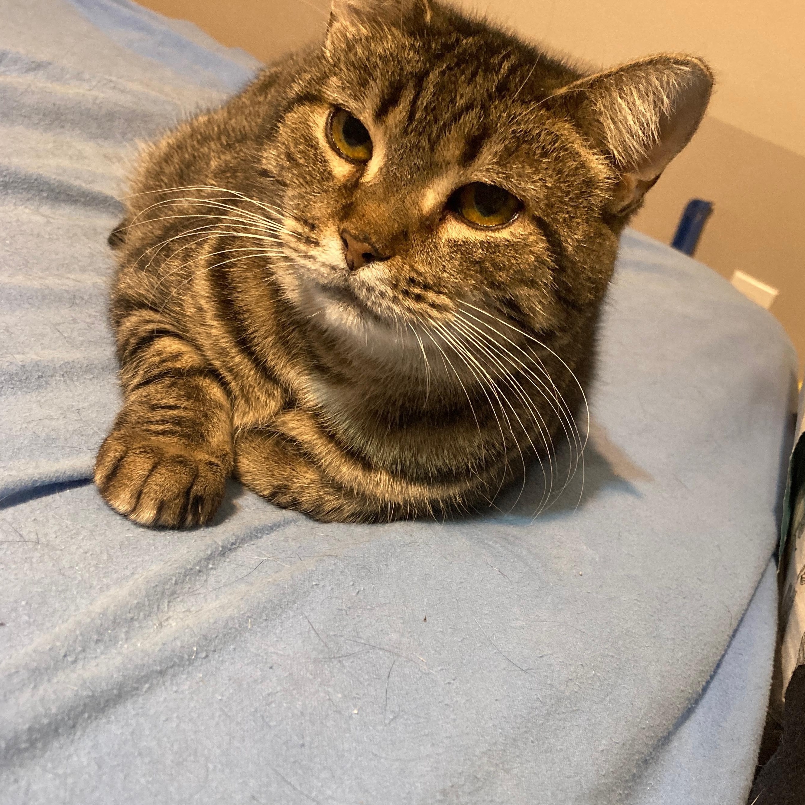 Enlarge Mimi, a Adoptable Domestic Short Hair in Ottawa, ON image 1/6