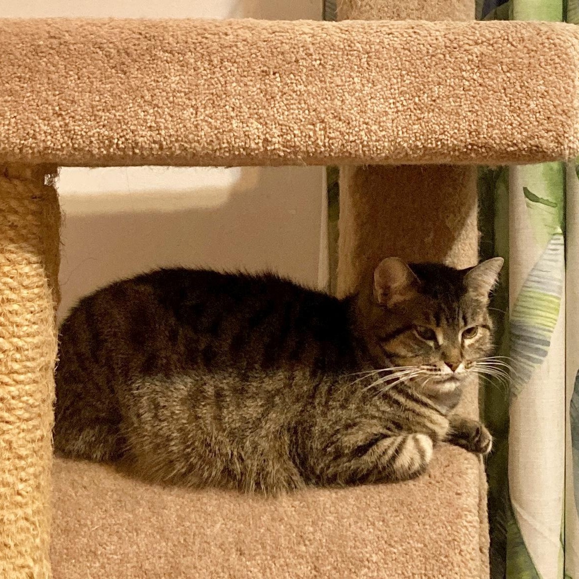 Enlarge Mimi, a Adoptable Domestic Short Hair in Ottawa, ON image 6/6