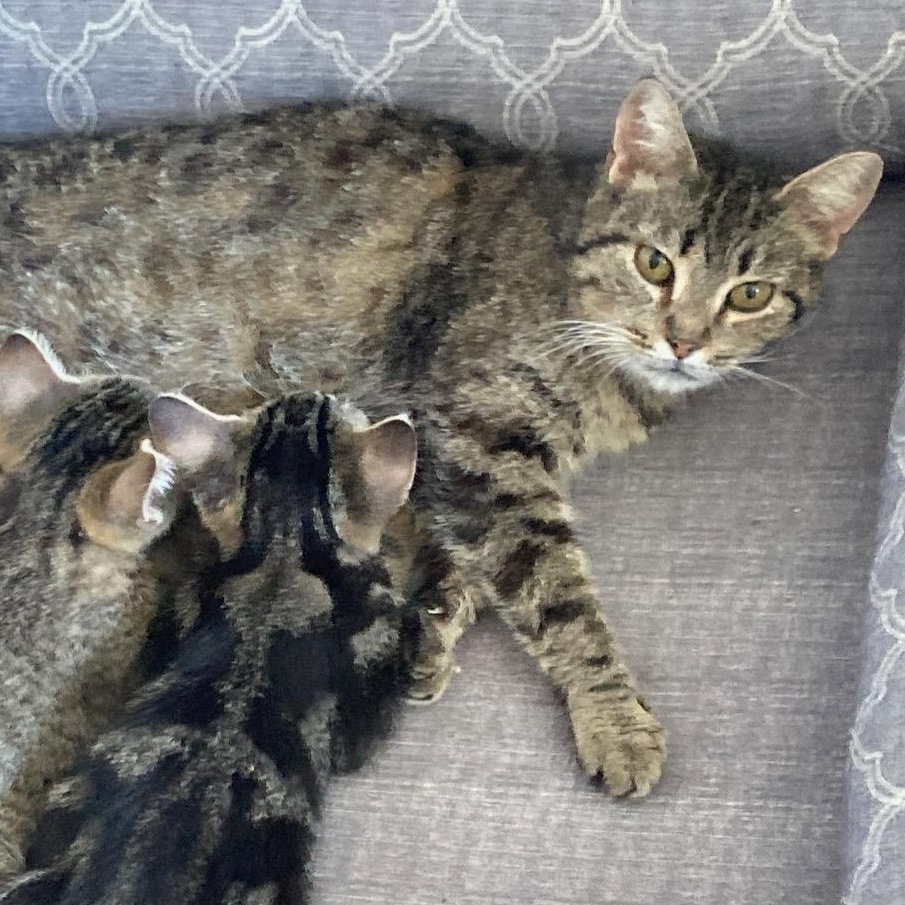 Mimi, a Adoptable Domestic Short Hair in Ottawa, ON image 1/5