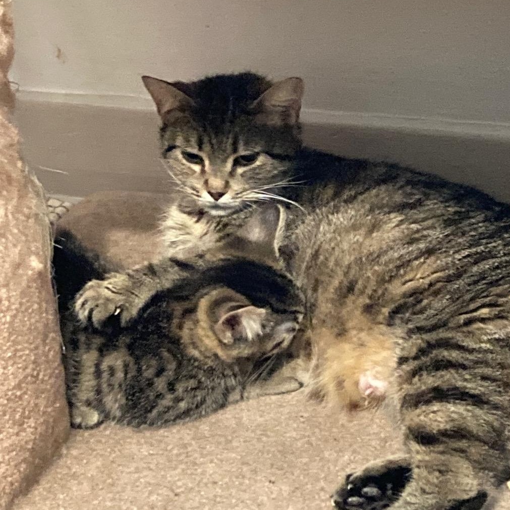 Mimi, an adoptable Domestic Short Hair in Ottawa, ON, K2H 7A3 | Photo Image 5