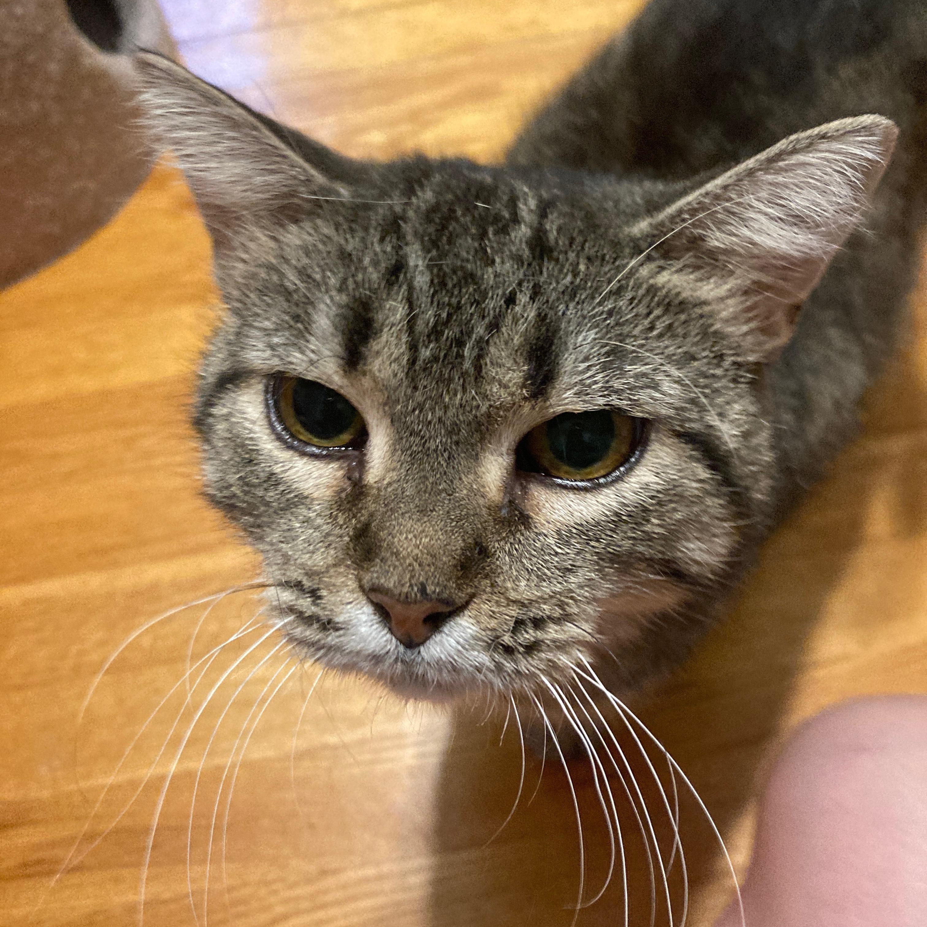 Mimi, an adoptable Domestic Short Hair in Ottawa, ON, K2H 7A3 | Photo Image 2