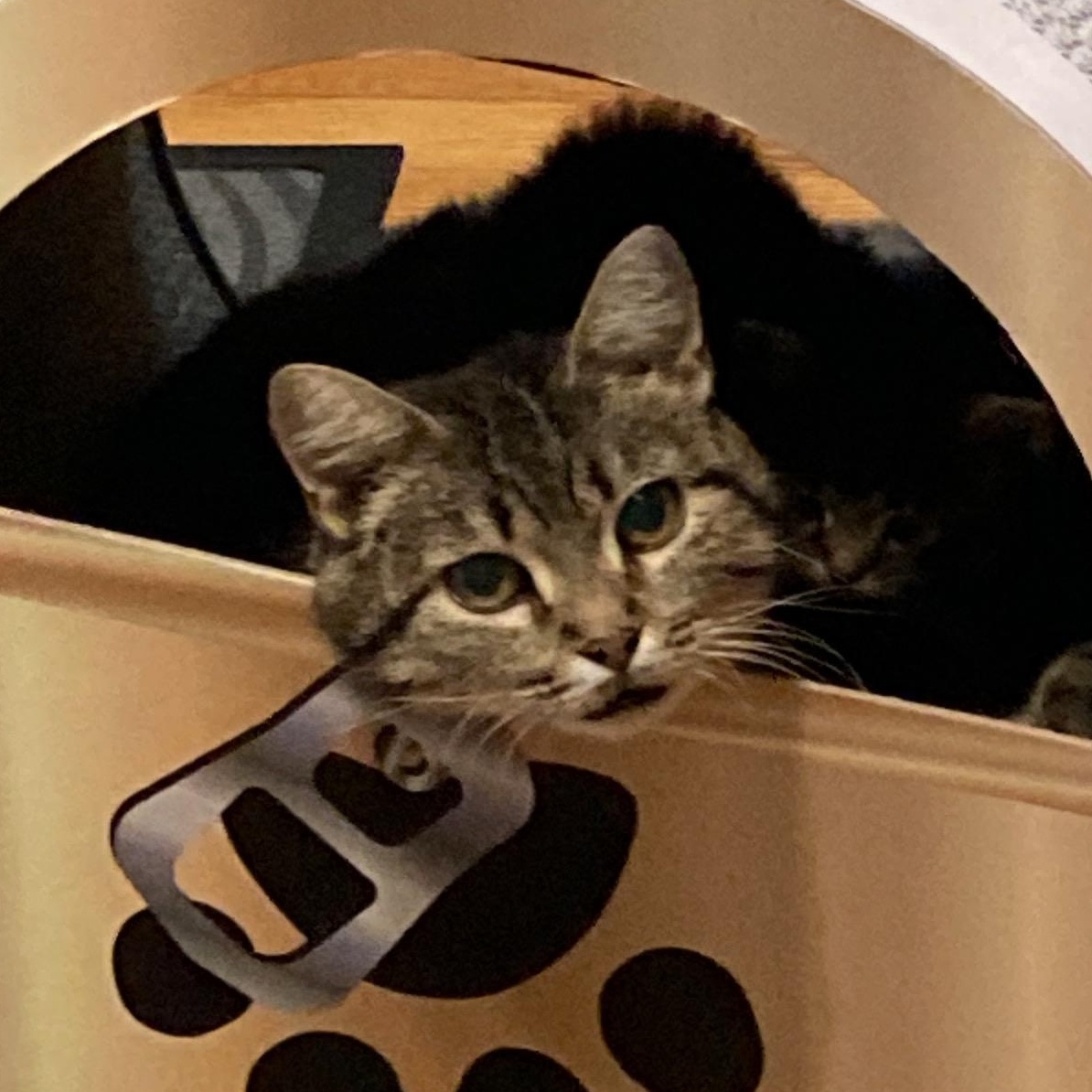 Mimi, an adoptable Domestic Short Hair in Ottawa, ON, K2H 7A3 | Photo Image 4