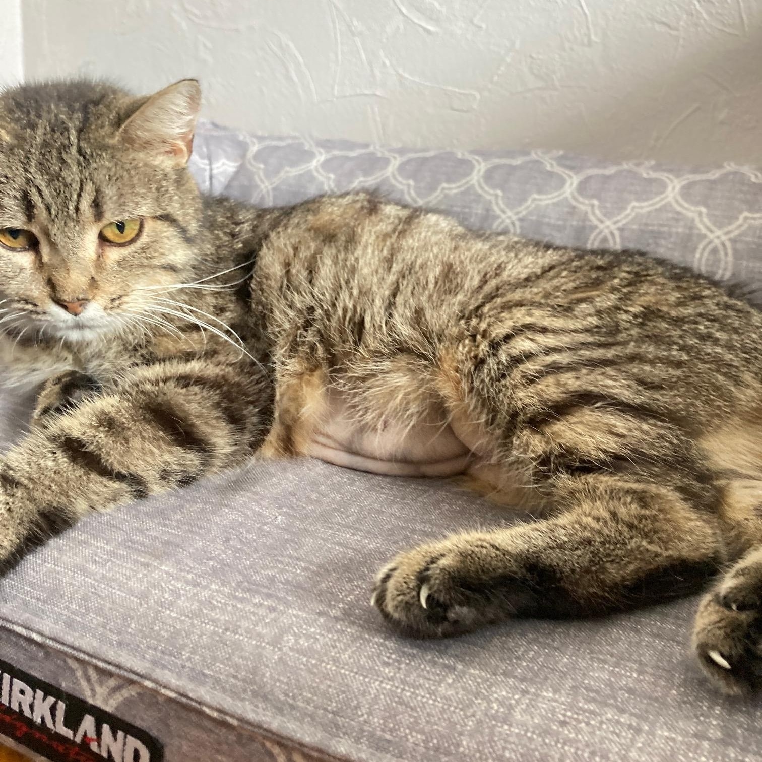 Mimi, a Adoptable Domestic Short Hair in Ottawa, ON image 3/5