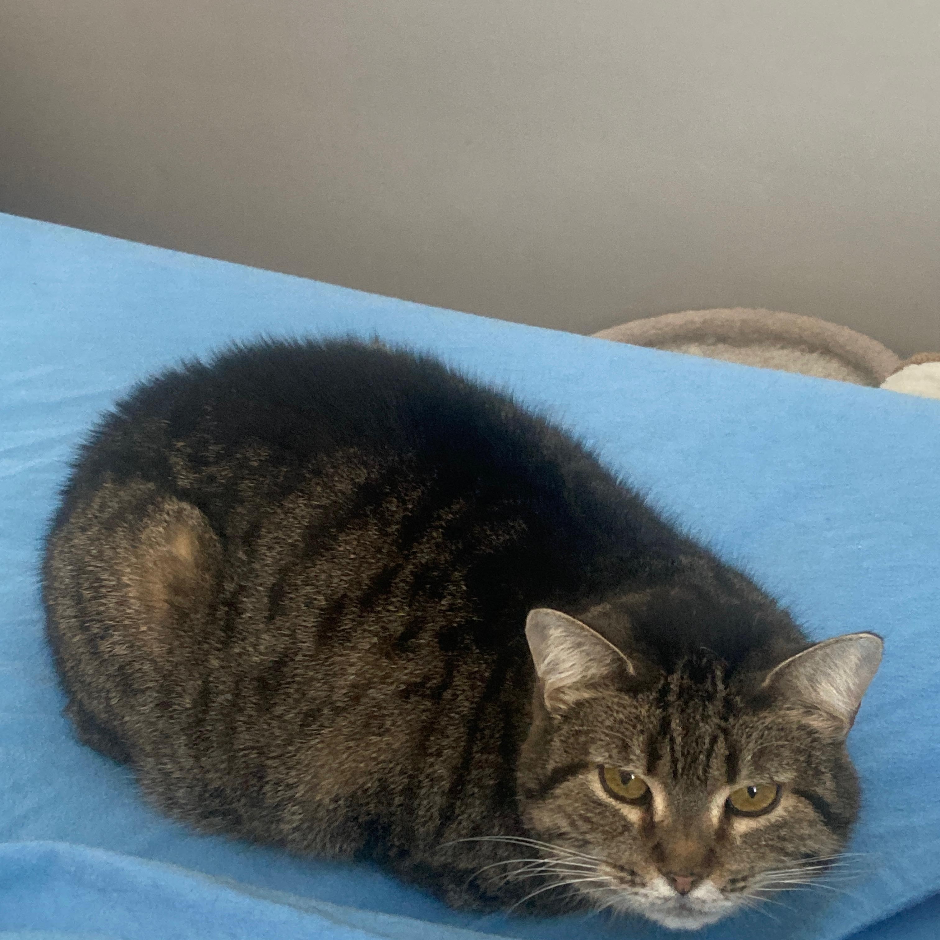 Mimi, a Adoptable Domestic Short Hair in Ottawa, ON image 5/6